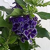 デュランタ：パープルラブ（宝塚）4号ポット[暑さに強く、濃紫色に白覆輪の花が長く咲く] ノーブランド品