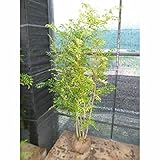 シマトネリコ 樹高1.2m前後 根巻 病害虫も少ないです。人気の株立ち 苗木 植木 苗 庭木 生け垣