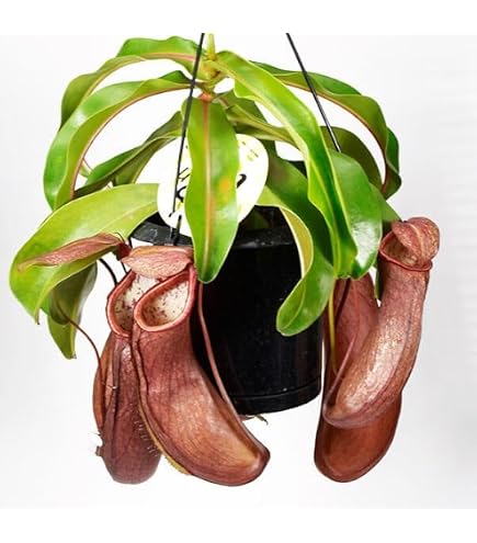 ネペンテス・ヒスイ　ウツボカズラ　食虫植物 Amazon｜ネペンテス・ヒスイ ウツボカズラ 食虫植物｜観葉植物