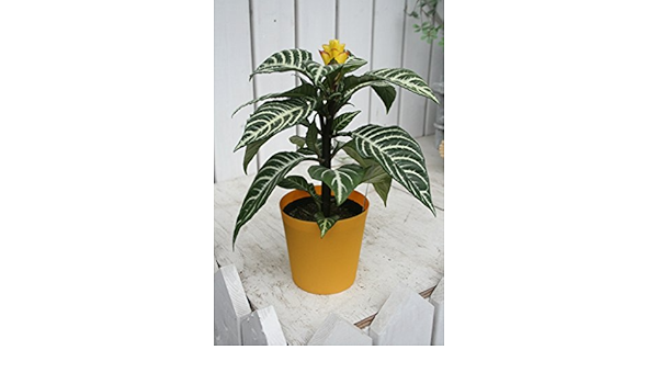 Amazon Co Jp ラッピング代込 観葉植物 アフェランドラ ダニア ギフト ホーム キッチン