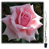 つるバラ：羽衣（はごろも）大苗長尺6号ポット[樹高約1.2m][四季咲き・寒冷地でも栽培可能]