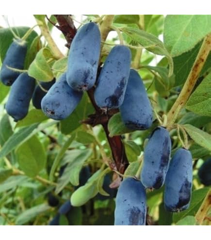 Amazon | ハスカップ 苗木 優良系ハスカップ 12cmポット苗