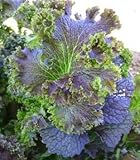 Organic Purple Wave Mustard - Spicy mustard - 20 seeds