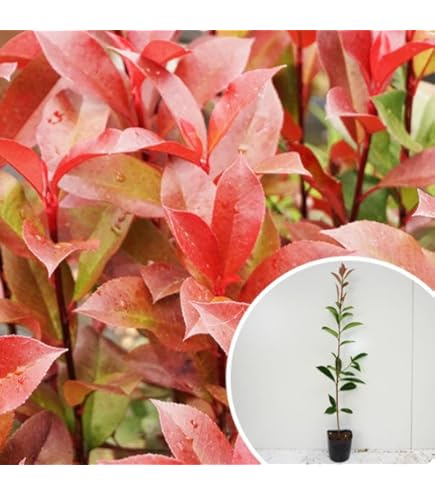 Amazon.co.jp: 苗/苗木 【50本セット】 レッドロビン 樹高0.5m前後