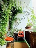 100 pcs/ bag 5 colors Green Boston Ivy Seeds Ivy grass Seed For DIY Home & Garden Outdoor Plants tre