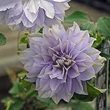 クレマチス：ルリオコシ4.5号ポット[2年生苗]（八重咲・パテンス系）k