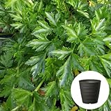 イタリアン パセリ 栽培 セット / ハーブ / 軽量 プラスチック 鉢 プランター / ダークブラウン