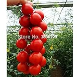 100本/袋虹のトマトの種、希少なトマトの種子、盆栽有機野菜＆果物の種、ホーム＆ガーデンのための鉢植え