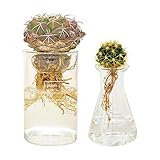 cacti aqua カクティアクア 水だけで育てるサボテン 水栽培 (cacti aqua&cacti aqua MINI)