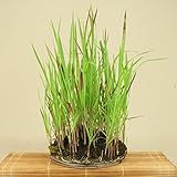 いよじ園 （草物盆栽） 根洗草盆 紅チガヤ 陶板付 （いよじ園）