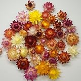 カイザイクヘッドミックス