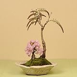 人気花物盆栽:桜・藤寄せ(大・瀬戸焼鉢)*【春に開花】
