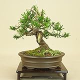 いよじ園 一位 / イチイ （キャラ）小品盆栽 【松柏盆栽】
