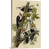 ジョン・ジェームズ・( 1785 – 1851 )オーデュボンプレミアムシックラップキャンバス壁アート印刷題名Pileated Woodpecker 32" x 48" 2192455_24_32x4