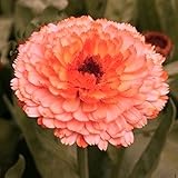 ポットマリーゴールドの種ダブルピンクサプライズ（カレンデュラ・オフィシナリス）年次花
