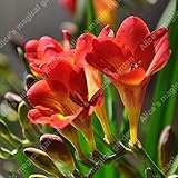 真実のフリージア球根、室内ポット花の蘭、Freesia Rhizome花球根、花の静かな家庭植物 - 2種、Not種子