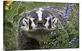 グローバルギャラリーAmerican Badger amid Lupine北アメリカ壁アート 24W x 16H in. パープル GCS-396166-1624-142