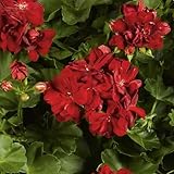 アイビーゼラニウム：[半八重～八重・シビル]pacケイト3.5号ポット 2株セット ノーブランド品