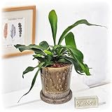 観葉植物 「コウモリラン」 インテリアグリーン 日比谷花壇