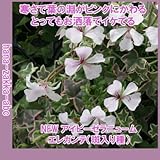 綺麗な葉のゼラニウム ・アイビーゼラニウム エレガンテ(ゼラニューム)・3号苗 【花苗】