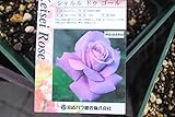 【花苗】【バラ苗大苗(剪定済)】　シャルルドゥゴール　【期間限定】