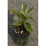 ソトフアオキ (サルフレア) 5号ポット