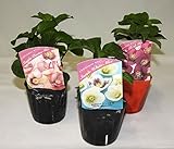 花市場直送便 花苗・クリスマスローズ一重咲きMIX【8入】