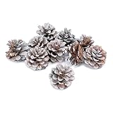 大地農園 ドライフラワー 松カサ大小アソート (10コ入り) DO024200-012