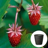 ワイルドストロベリー 赤 いちご 栽培 セット/ハーブ / 軽量 プラスチック 鉢 プランター/ダークブラウン