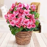 【ノーブランド品】[エラチオールベゴニア]リーガースベゴニア：ベルセバ5号底面給水鉢植え・鉢カバー付き