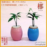 土なし　清潔　水やり簡単　良縁を結ぶ梛(ナギ)の木と　陶房「うさぎ庵」特製陶器鉢　2個セット　梛の木は、「NHK大河ドラマ　女城主　直虎」で「愛しいものの無事を祈る木」「災いを避ける木」「良縁を結ぶ木
