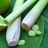 400個のレモングラスの種子ハーブ食用レモングラスキッチン野菜の種薬用