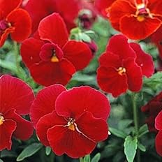 Amazon パンジー 種 クリアスカーレット 1袋 60mg パンジーの種 パンジーの花 花たね 花の種 種子 タネ 国華園 第四種郵便 22年秋商品 花