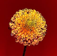 Shape Of Miracle / RADWIMPS