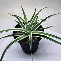 アガベ ブラクテオーサ モンテレイフロスト Amazon｜多肉植物：アガベ ブラクテオサ錦 白覆輪*モンテレー