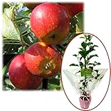 苗木ギフト：リンゴ：アルプス乙女「ありがとうございました」カード付[記念樹] ノーブランド品