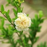 庭木・植木苗：白花ざくろ（しろばなざくろ）ザクロの珍品です！