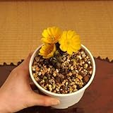 山野草：福寿草３芽