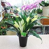 万年青（おもと）：オモト鉢植え：「長寿のおもと」　縁起の良い植物で厄除けなど引越し祝いやご自宅用