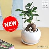 LAND PLANTS 幸福の樹 ガジュマル 白色丸型陶器 フィカス・ミクロカルパ