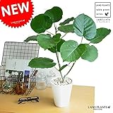 LAND PLANTS ウンベラータ 卓上サイズ 白セラアート5号鉢