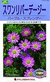 カネコ種苗 草花タネ263 スワンリバーデージー パープルS 10袋セット
