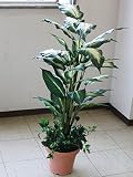 山久?シルクフラワーの 「ディフェンバキア」 110 1107-0793 【CT触媒加工】 snb 【観葉植物】【造花】