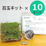 さあ苔玉(こけだま)を作りましょう!【苔玉作成キット】×10キット