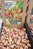 秋植え球根　まとめ買い　チューリップ（10個入り）　色いろいろ　【送料込】 (赤&黄)