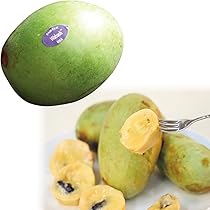 mamipon様ご購入大玉グスベリー苗 f-208_1.jpg