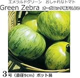 グリーントマト苗 GREEN ZEBRA（オーガニック種子による）直径9cmポット苗３ポットセット