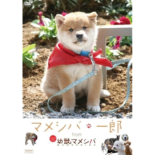 Amazon.co.jp: マメシバ一郎 フーテンの芝二郎 DVD-BOX : 佐藤二朗