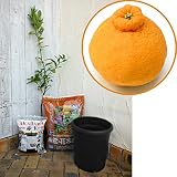 ホームフルーツの鉢栽培セット：デコポン*[不知火（シラヌイ）・皮がむきやすく人気の柑橘] ノーブランド品