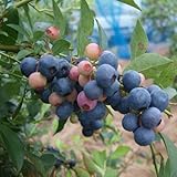 ブルーベリー苗木 バルドウィン<ラビットアイ系>(2年生)